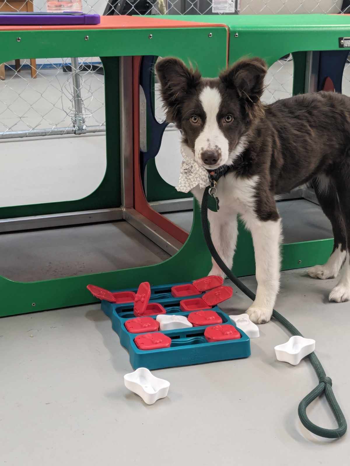 dog play with kit